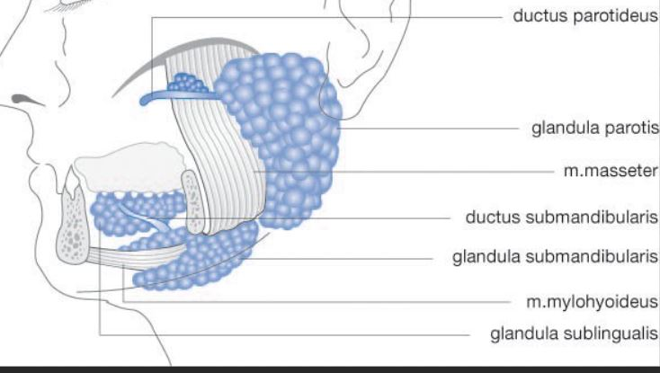 Glandulae Submandilares Extirpaties